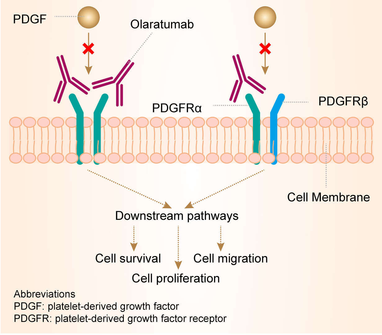 Mechanism of Action of Olaratumab